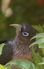 26 Blue-faced Malkoha 2.jpg