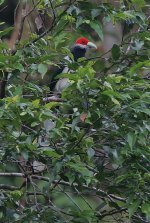 27 Red-faced Malkoha 4.jpg