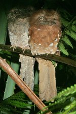 29 Sri Lanka Frogmouth.jpg