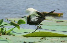 30 Pheasant-tailed Jacana.jpg