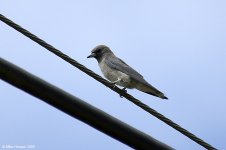 ashyWoodswallow.jpg