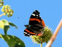 DS red admiral on ivy 011009 2.jpg