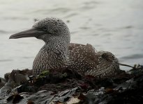 Gannet10095.jpg