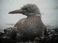 Gannet10091.jpg