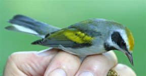 immature male golden-winged warbler (Small).jpg