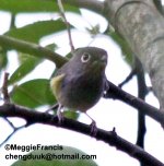 Green Shrike Babbler.jpg