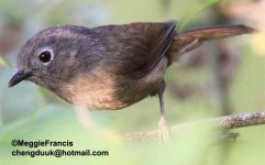 grey cheeked fulvetta.jpg