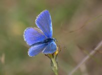 Common Blue 2 (R).jpg