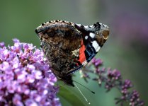 Red Admiral 1 (R).jpg