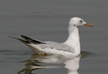 Slender-billed Gull.JPG