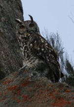 Cape Eagle Owl.JPG