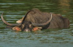 01 Water Buffalo.jpg