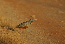 03 Barred Buttonquail.jpg