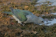 04 Green Imperial Pigeon.jpg