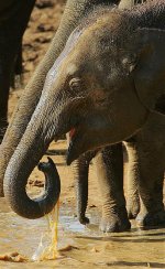 05 Elephant calf drinking.jpg