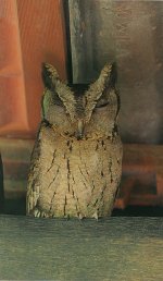 06 Collared Scops Owl.jpg