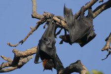 07 Flying Foxes.jpg