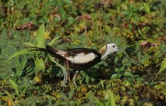 09 Pheasant-tailed Jacana.jpg