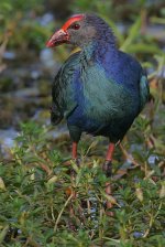 10 Purple Swamphen.jpg