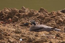 11 Great Thick-knee.jpg