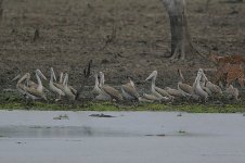 13 Spot-billed Pelicans at Butava Tank.jpg