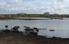 14 Water Buffalo in large tank in Yala.jpg