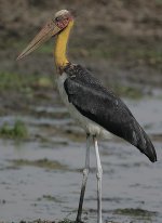 15 Lesser Adjutant.jpg