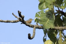 chestnutBelliedNuthatch.jpg