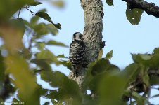 greyCappedWoodpecker.jpg