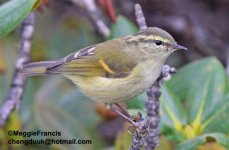 Buff-barred Warbler.jpg