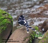 Spotted Forktail 700.jpg