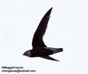 White-throated Needletail.jpg