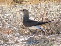 L1320756_Collared Pratincole.jpg