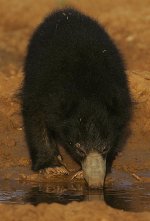 17 Sloth Bear.jpg