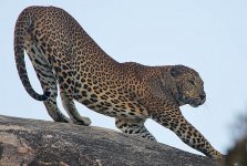 20 Stretching Leopard.jpg