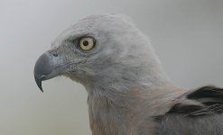 21 Grey-headed Fish Eagle headshot.jpg