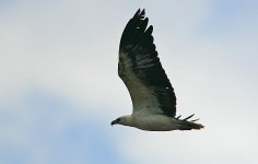 24 White-bellied Fish Eagle.jpg