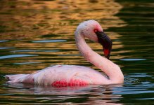 flamingo bathe sw30x P6000 DSCN0455.jpg