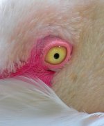 flamingo eye sw30x P6000 adj DSCN0035 copy.jpg