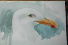 gull-head-9683.gif