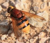 Volucella Zonaria - Britains Largest Hoverfly.JPG