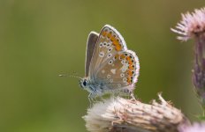 brown-argus-aug-8-2009-1.jpg