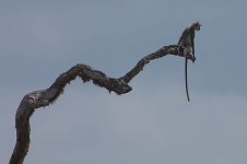 Hanuman Langur lookout.jpg