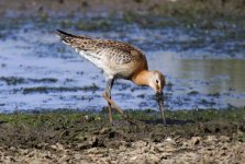 Black-tailed Godwit_1.jpg