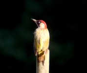 green woodpecker 3.jpg