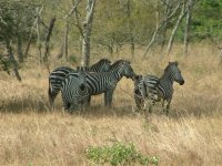 Burchell's Zebra, Lake Mburo.jpg