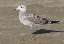 Larus audouini (juv) .jpg