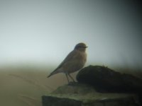 wheatear 7.jpg