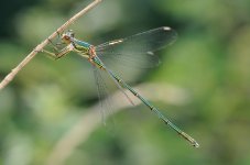 Willow-emerald-damselfly_MP10314.jpg