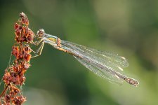 Willow-Emerald-Damselfly-fml_MP10328.jpg